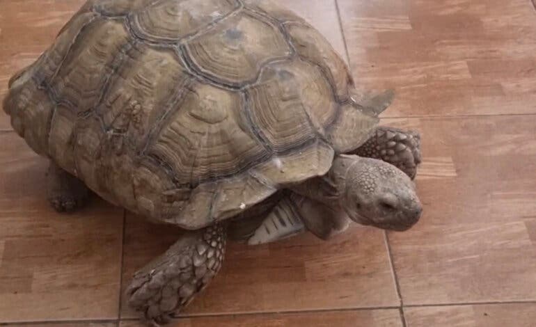 Desarticulada una red dedicada al tráfico de especies protegidas con ramificaciones en Madrid