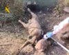 Un detenido por ahogar a un perro lanzándolo encadenado y con bloques de hormigón a una laguna de Arganda