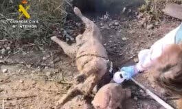 Un detenido por ahogar a un perro lanzándolo encadenado y con bloques de hormigón a una laguna de Arganda