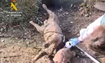 Un detenido por ahogar a un perro lanzándolo encadenado y con bloques de hormigón a una laguna de Arganda