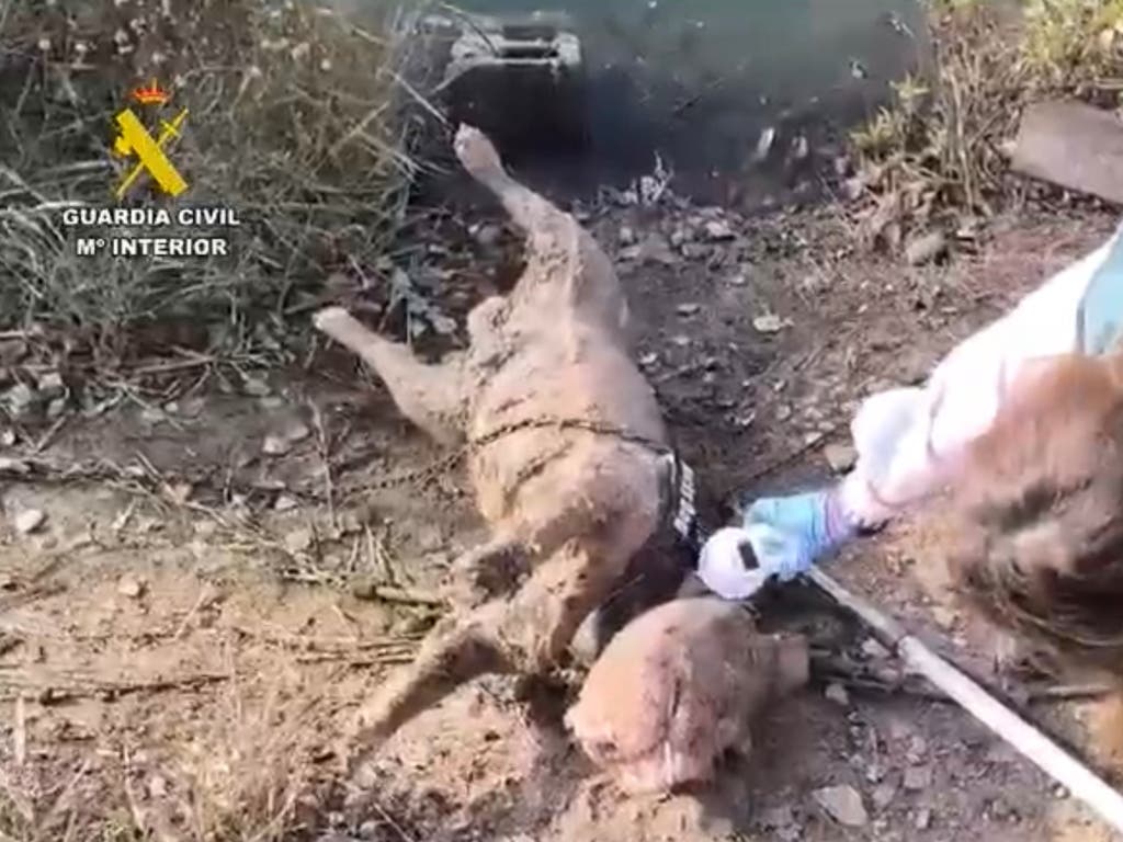 Un detenido por ahogar a un perro lanzándolo encadenado y con bloques de hormigón a una laguna de Arganda