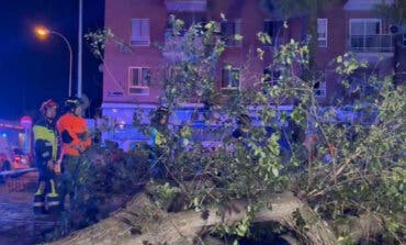 Herido grave un joven de 25 años tras caerle encima una rama de un árbol en Carabanchel