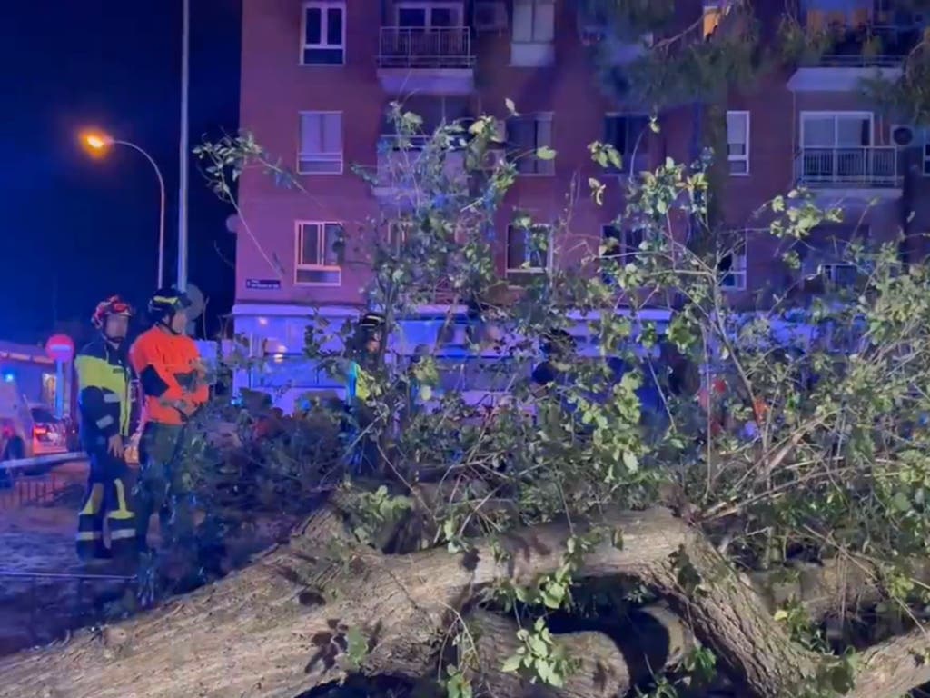 Herido grave un joven de 25 años tras caerle encima una rama de un árbol en Carabanchel