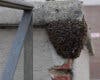 Denuncian el exterminio con insecticida de un enjambre de abejas en Alcalá de Henares
