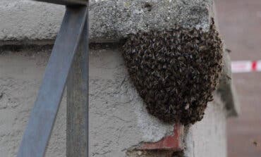 Denuncian el exterminio con insecticida de un enjambre de abejas en Alcalá de Henares