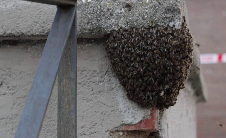 Denuncian el exterminio con insecticida de un enjambre de abejas en Alcalá de Henares