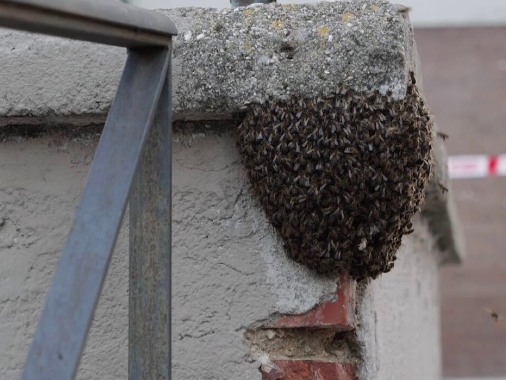 Denuncian el exterminio con insecticida de un enjambre de abejas en Alcalá de Henares