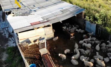 Desmantelan en San Fernando de Henares un matadero ilegal que distribuía carne a restaurantes de Madrid