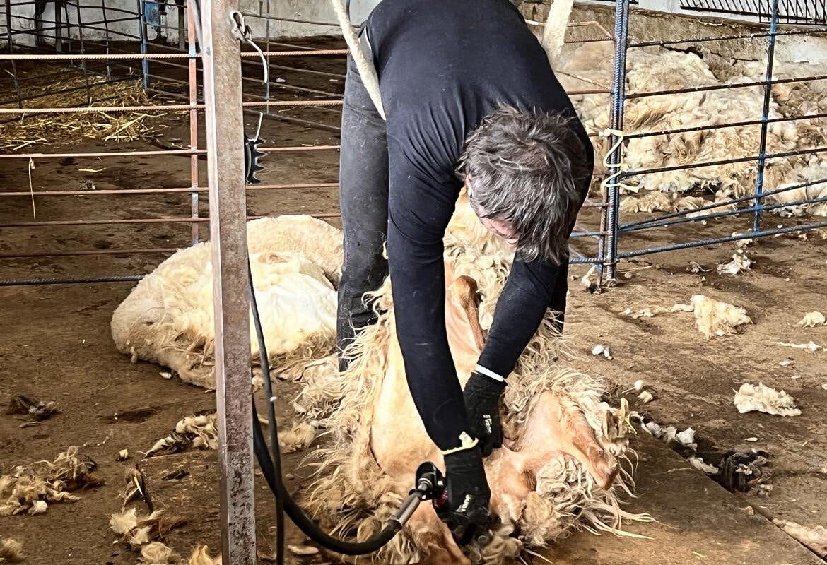 La Comunidad de Madrid celebra una jornada de esquileo con 400 ovejas autóctonas
