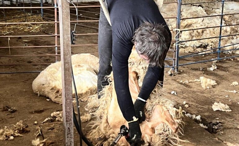 La Comunidad de Madrid celebra una jornada de esquileo con 400 ovejas autóctonas