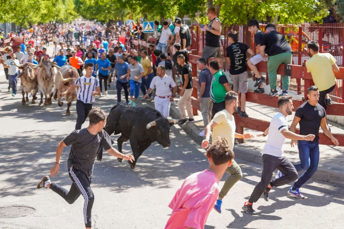 Vuelven los toros a Torrejón con tres encierros y un cartel top para las fiestas