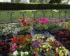 Los parques de Madrid se llenan de flores de temporada