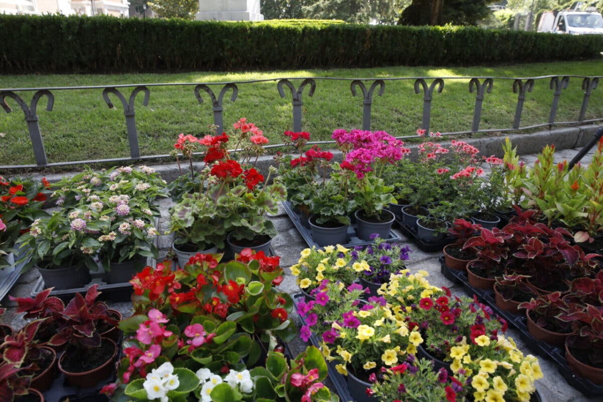 Los parques de Madrid se llenan de flores de temporada