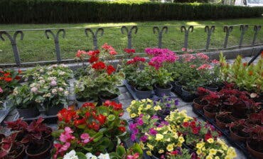 Los parques de Madrid se llenan de flores de temporada