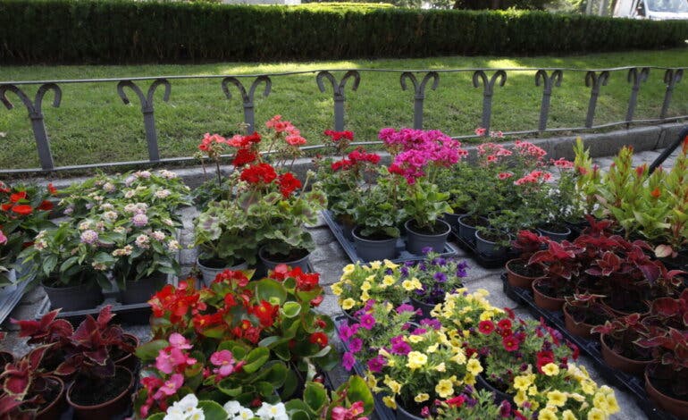 Los parques de Madrid se llenan de flores de temporada
