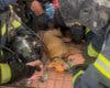 Mueren seis gatos y un perro es rescatado con vida en un incendio en Ciudad Lineal