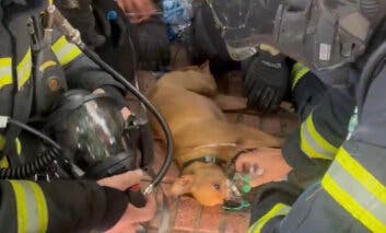 Mueren seis gatos y un perro es rescatado con vida en un incendio en Ciudad Lineal