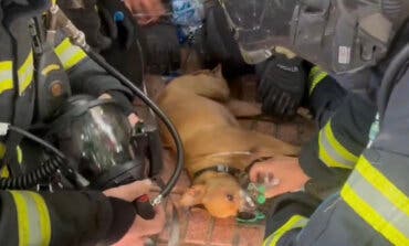 Mueren seis gatos y un perro es rescatado con vida en un incendio en Ciudad Lineal