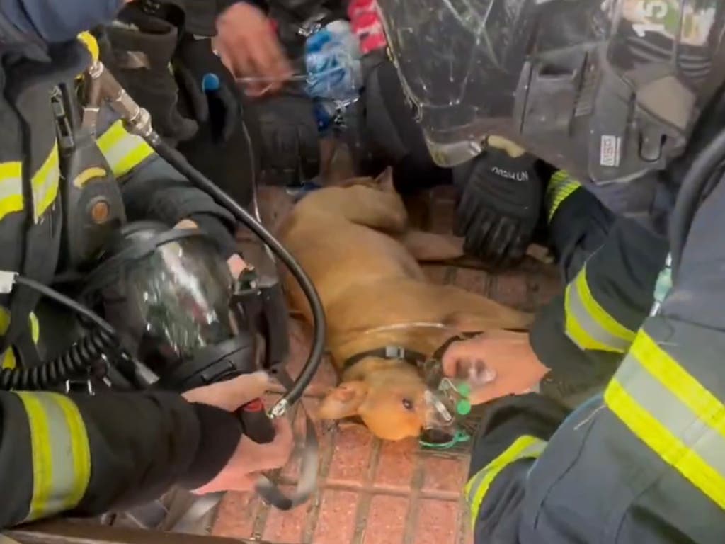 Mueren seis gatos y un perro es rescatado con vida en un incendio en Ciudad Lineal