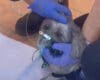 Salvan y reaniman a un perro atrapado en un incendio en Alcalá de Henares