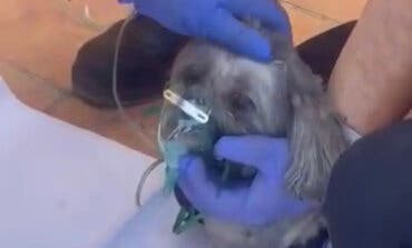 Salvan y reaniman a un perro atrapado en un incendio en Alcalá de Henares