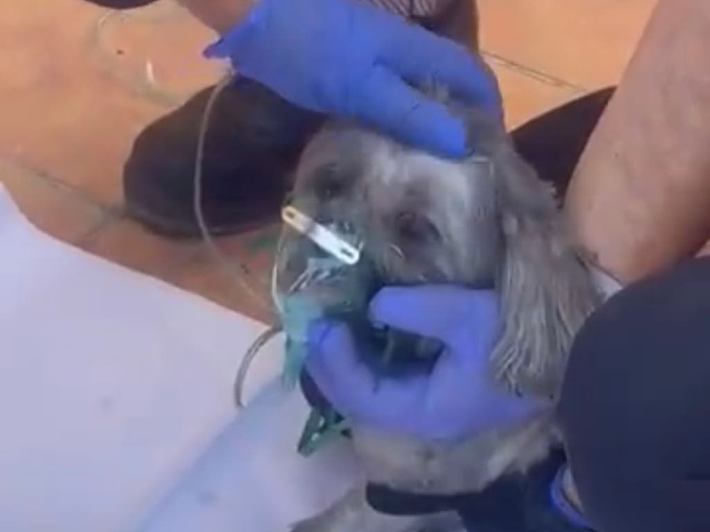 Salvan y reaniman a un perro atrapado en un incendio en Alcalá de Henares
