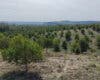 Rivas culmina el bosque Scania con casi 45.000 árboles tras 12 años de reforestación