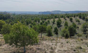 Rivas culmina el bosque Scania con casi 45.000 árboles tras 12 años de reforestación