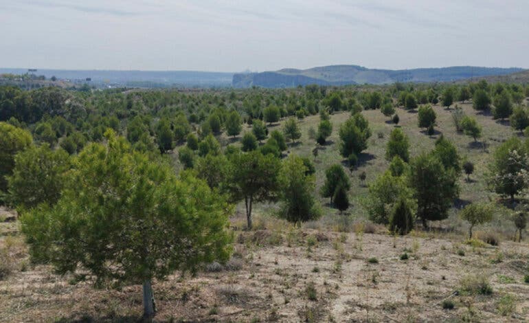 Rivas culmina el bosque Scania con casi 45.000 árboles tras 12 años de reforestación