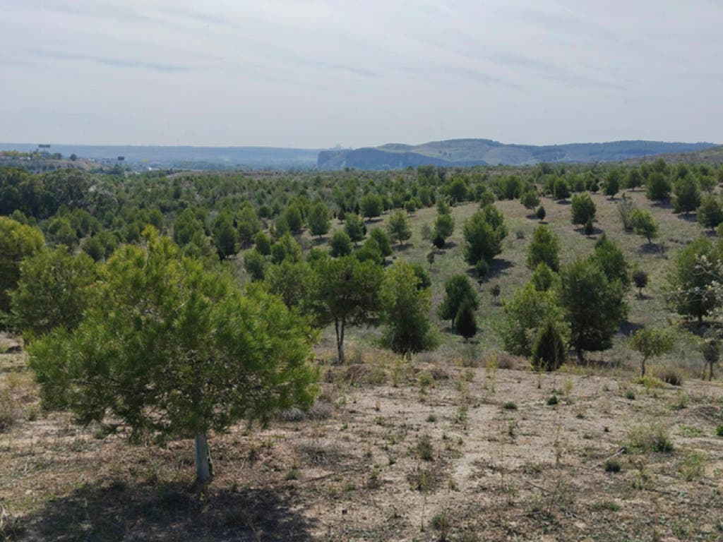 Rivas culmina el bosque Scania con casi 45.000 árboles tras 12 años de reforestación