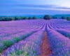 Vuelve el Tren de la Lavanda para disfrutar de los campos en flor de Brihuega