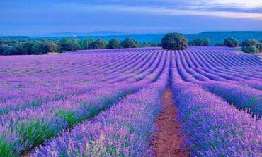 Vuelve el Tren de la Lavanda para disfrutar de los campos en flor de Brihuega