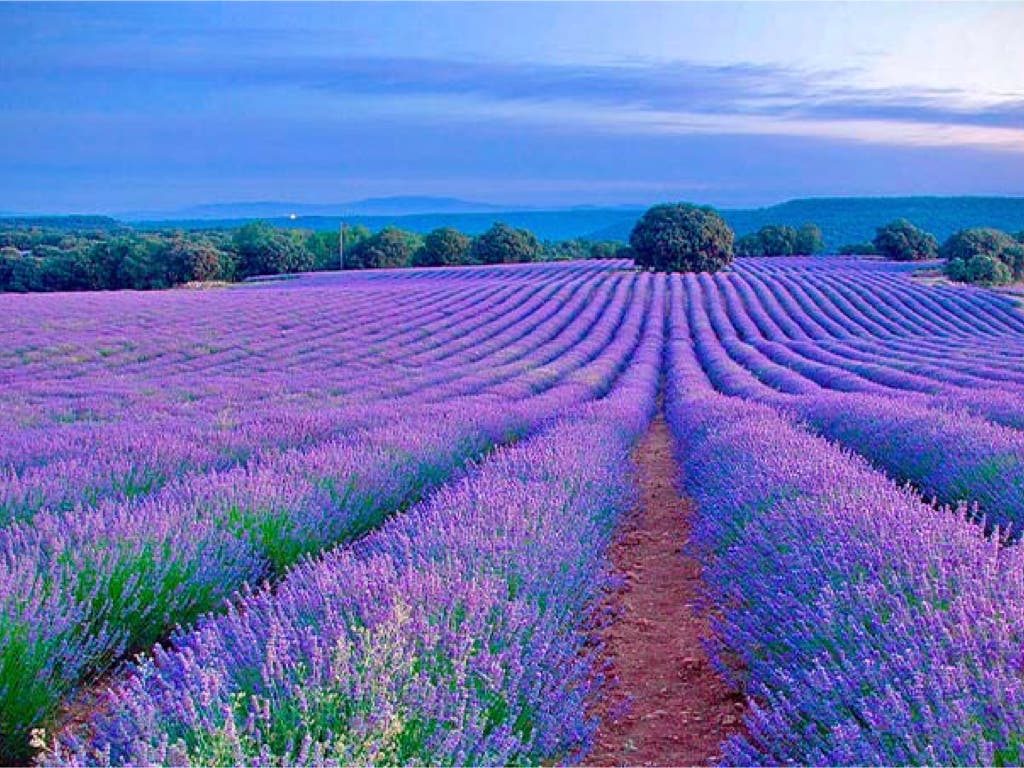 Vuelve el Tren de la Lavanda para disfrutar de los campos en flor de Brihuega