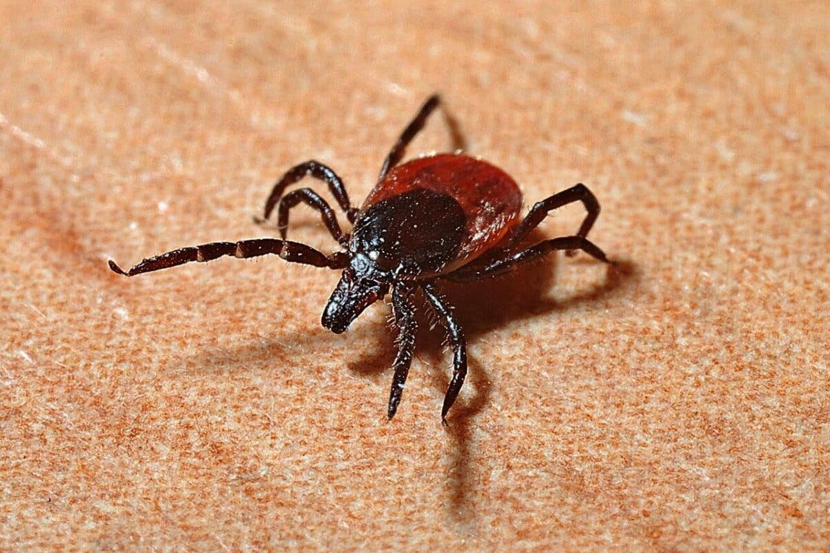 La Comunidad de Madrid alerta del riesgo de enfermedades por picaduras de garrapatas