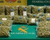 Detenidos con 15 kilos de cogollos de marihuana en su vehículo en Valdemoro