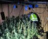 Un incendio en una vivienda de Guadalajara destapa un cultivo de marihuana con más de 500 plantas