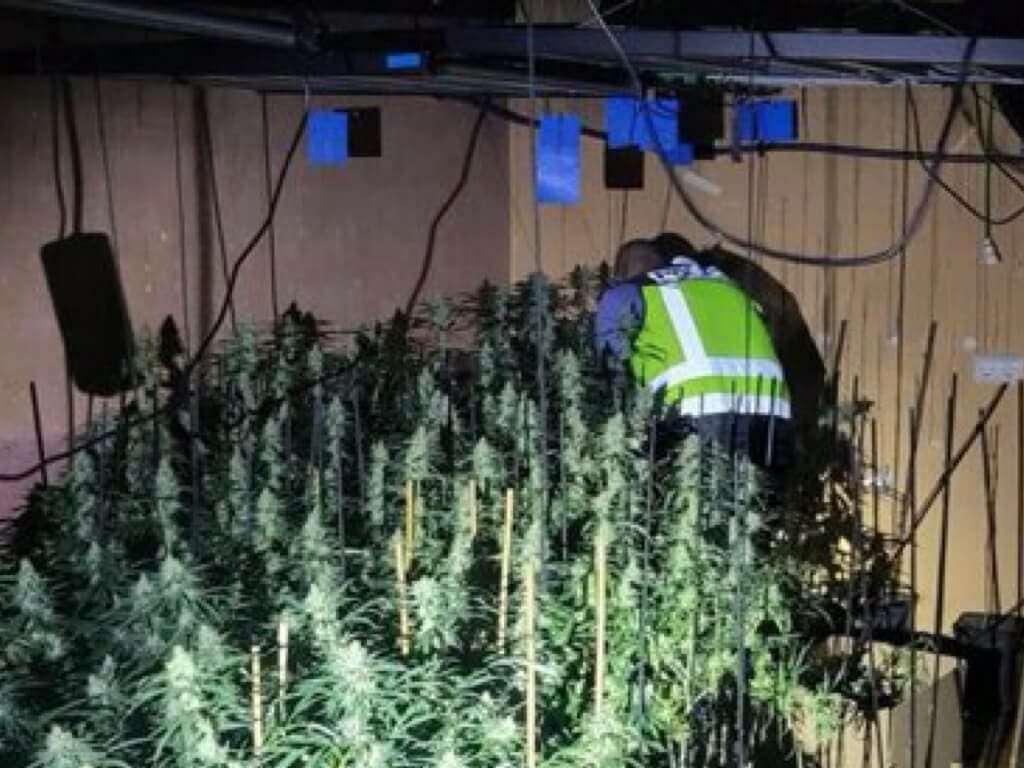 Un incendio en una vivienda de Guadalajara destapa un cultivo de marihuana con más de 500 plantas
