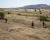 Torrejón realiza labores de desbroce en la Finca Soto Espinillo para prevenir incendios este verano