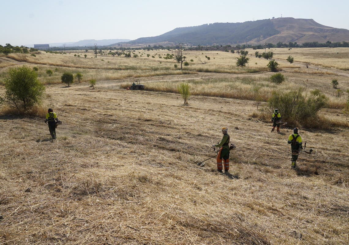 Torrejón realiza labores de desbroce en la Finca Soto Espinillo para prevenir incendios este verano