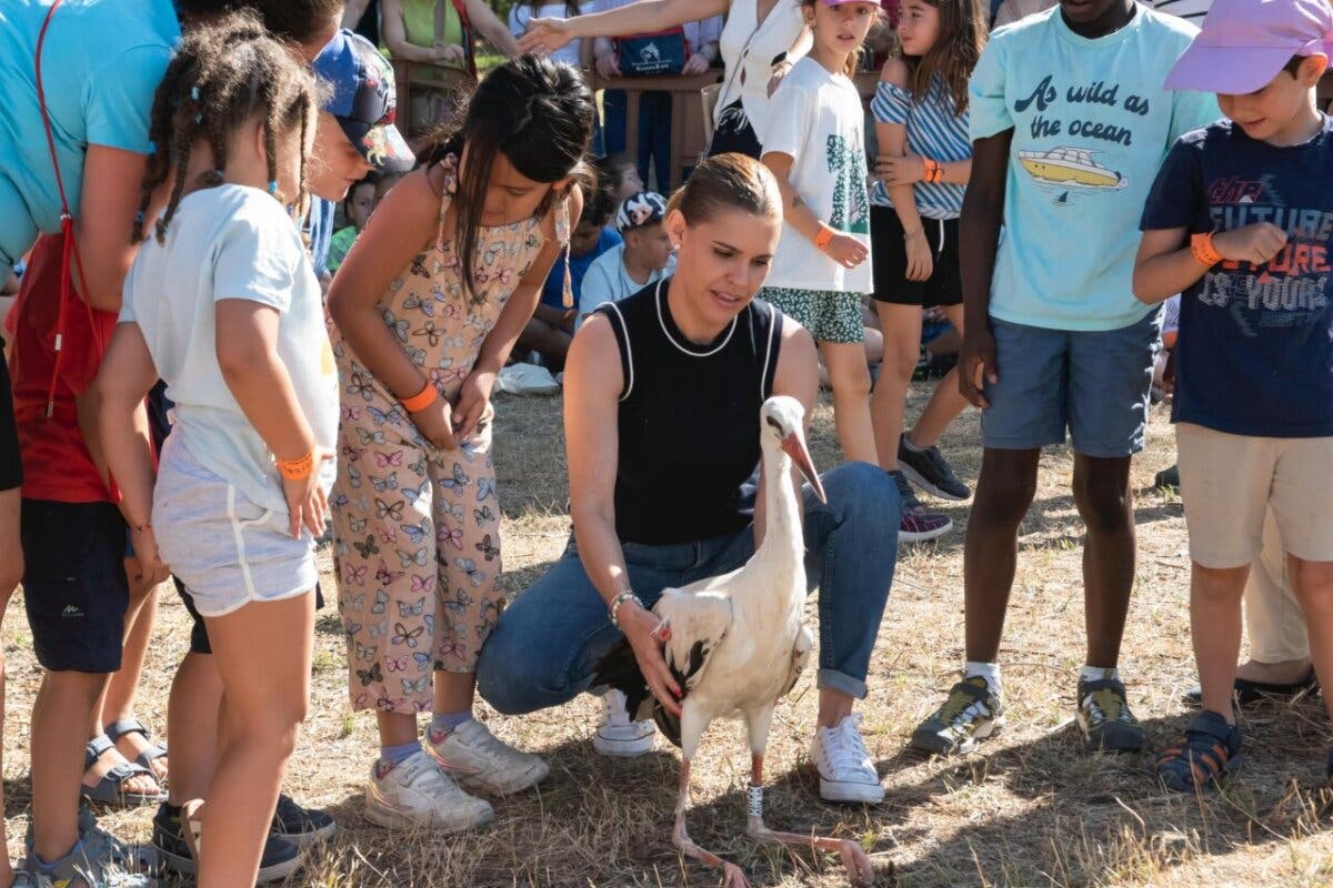 Liberadas en Alcalá de Henares 13 cigüeñas blancas recuperadas por GREFA