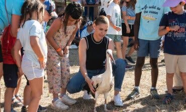 Liberadas en Alcalá de Henares 13 cigüeñas blancas recuperadas por GREFA