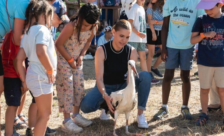 Liberadas en Alcalá de Henares 13 cigüeñas blancas recuperadas por GREFA