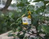 Madrid suelta avispas parásitas y mariquitas para combatir plagas como el pulgón y la cochinilla