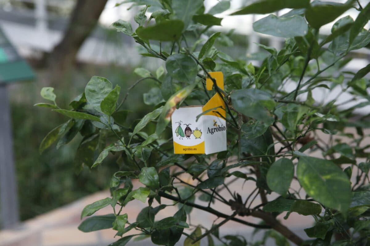 Madrid suelta avispas parásitas y mariquitas para combatir plagas como el pulgón y la cochinilla
