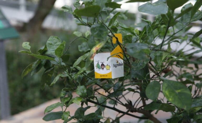 Madrid suelta avispas parásitas y mariquitas para combatir plagas como el pulgón y la cochinilla