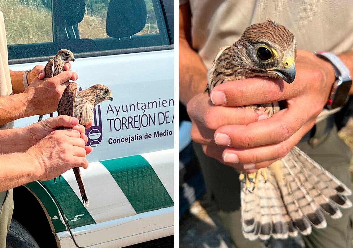 Tres cernícalos rescatados en Torrejón alzan el vuelo tras semanas de recuperación