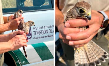 Tres cernícalos rescatados en Torrejón alzan el vuelo tras semanas de recuperación