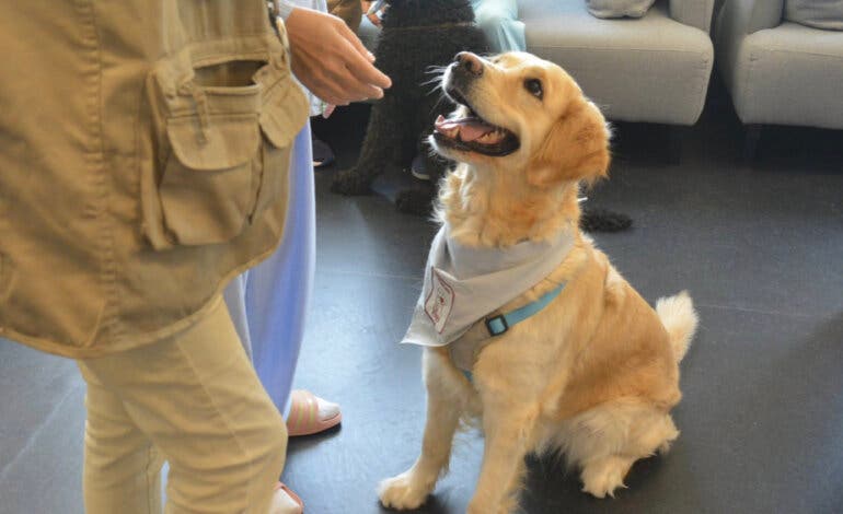 El Hospital de Torrejón incorpora la terapia con perros en Psiquiatría para mejorar la recuperación de los pacientes