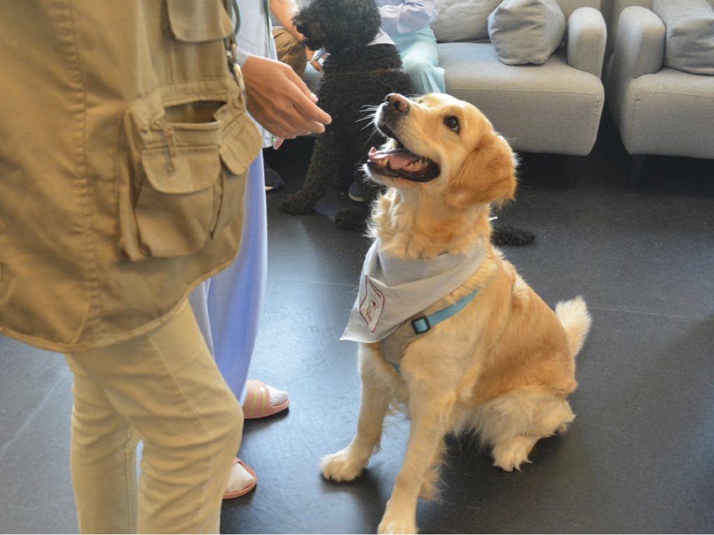 El Hospital de Torrejón incorpora la terapia con perros en Psiquiatría para mejorar la recuperación de los pacientes