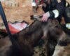 Los bomberos rescatan a un burro atrapado en un pozo en Robledo de Chavela